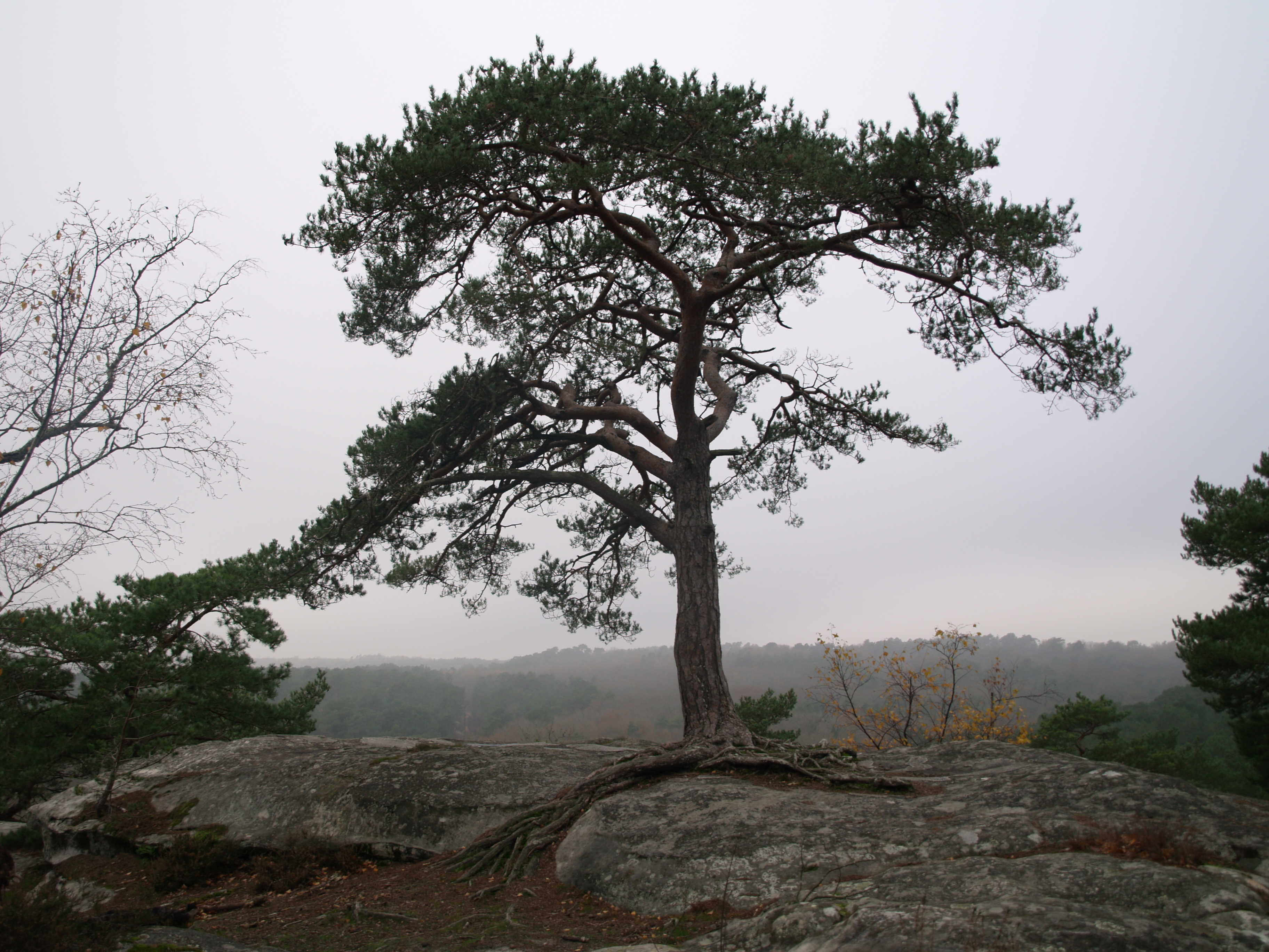 arbre sur un rocher de grs - auteur americ 84 - wikipedia